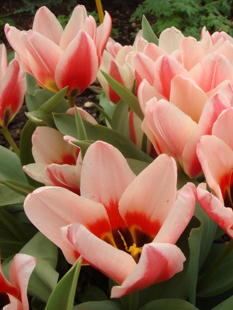 Tulipa simple hative 'Christmas Marvel' fleur
